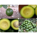  Bơ Booth VIP loại 1 Đà Lạt  2 trái/kg