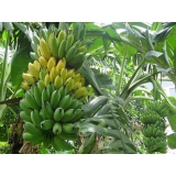  Chuối Sứ ( Chuối Xiêm) 1.5-2kg/nải