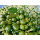  Trái Quất ( Tắc) 1kg
