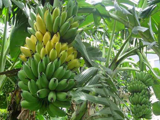  Chuối Sứ ( Chuối Xiêm) 1.5-2kg/nải