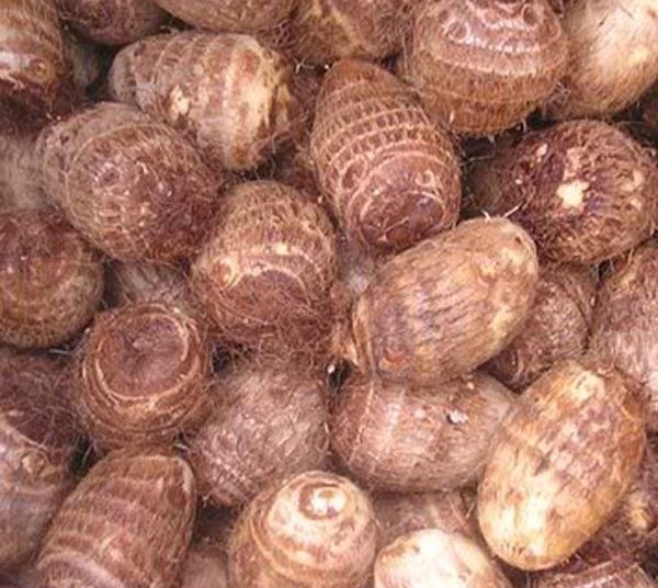  Khoai môn sáp vàng 1kg